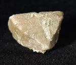 Goniophyllum pyramidale (HISINGER 1831) - Bild © FossNet FossilienStore